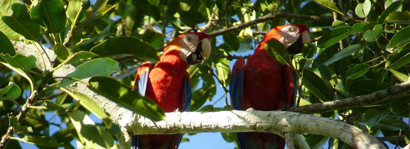 Llanganuco Tours